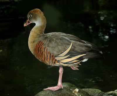 Plumed Whistling-Duck