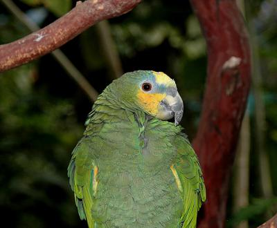 Orange-winged Parrot