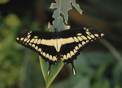 Giant Swallowtail Female