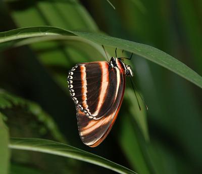 Banded Orange