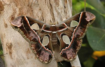 Forbes' Silkmoth (7761)