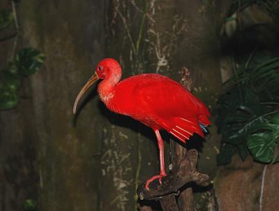 Scarlet Ibis (Captive)