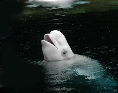 Beluga Whale