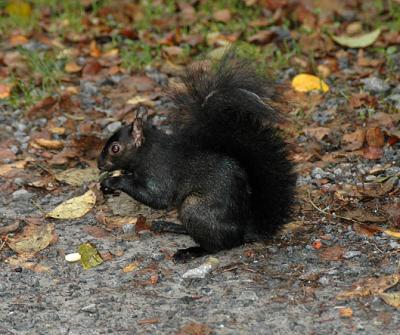 Gray Squirrel (Black Phase)