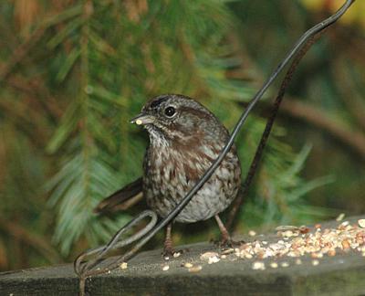 Pacific Northwest Song Sparrow