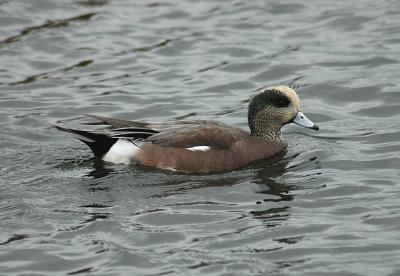 American Wigeon