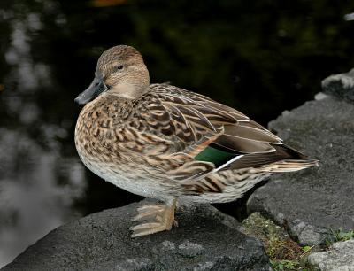 Northern Pintail