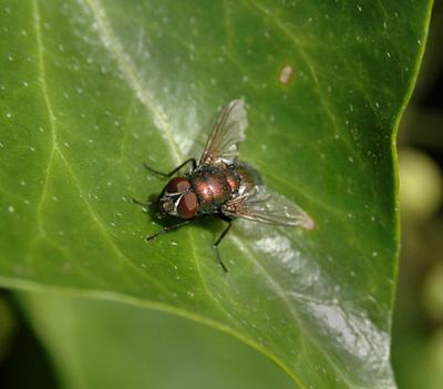 Greenbottle Fly