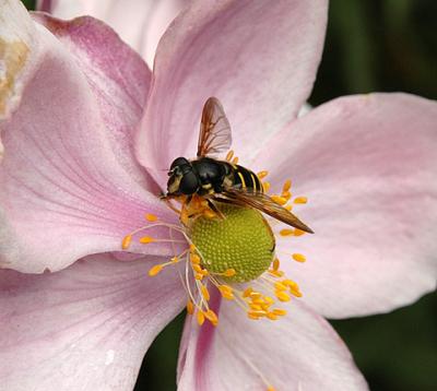 Family Syrphidae