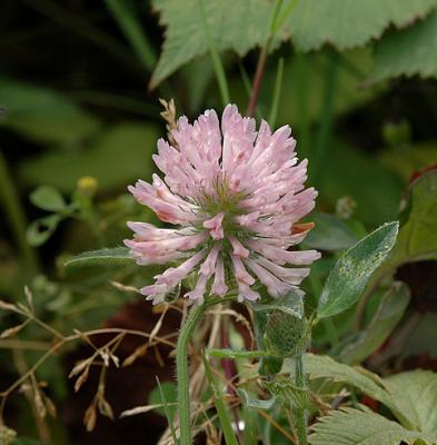 Clover, European Red