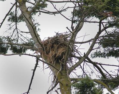 Eagle's Nest