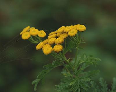 Tansy, Common