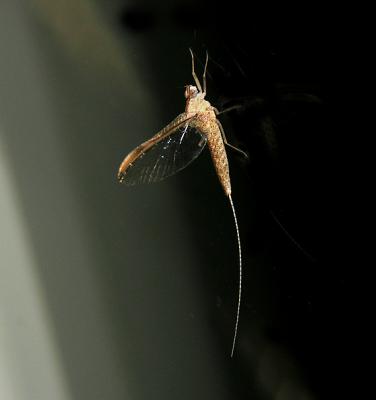 Small Minnow Mayfly