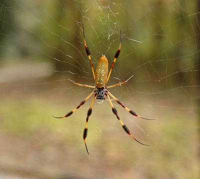 Female, Dorsal