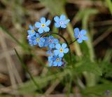 Alpine Forget-me-not