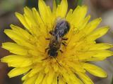 Leafcutting Bee