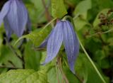 Purple Virgins Bower