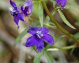 Larkspur, Nuttalls