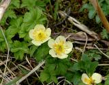 American Globeflower