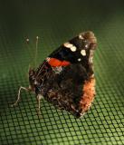 Red Admiral