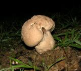 Giant Puffball