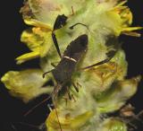 Eastern Leaf-footed Bug (Leptoglossus phyllopus)