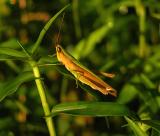 Clip-wing Grasshopper
