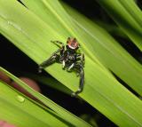 Brilliant Jumping Spider