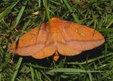 Spiny Oakworm Moth (7716)