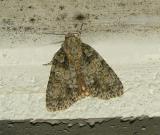 Southern Oak Dagger Moth (9249)