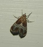 Pegasus Chalcoela Moth (4896)