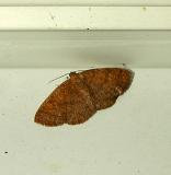Black-dotted Ruddy Moth (6711)