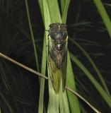 Swamp Cicada