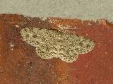 Small Engrailed Moth (6597 E)
