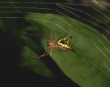 Arrow-shaped Micrathena  Spider