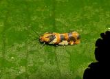 Southern Spragueia Moth (9122)