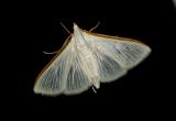 Four-spotted Palpita Moth (5128)