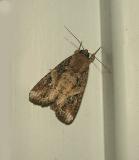 Tacoma Cutworm Moth (10303)