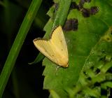 Black-bordered Lemon Moth (9044)