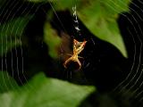 Arrow-shaped Micrathena Spider