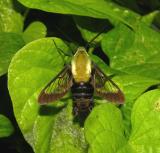Snowberry Clearwing Moth Male (7855)