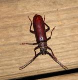 Longhorned Beetle  (Brown Prionid)