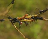 Unidentified Caterpillars