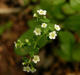 Spurge, Flowering