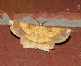 Deep-yellow Euchlaena Moth (6733)