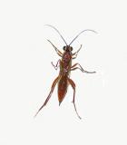 Short-tailed Ichneuman Wasp