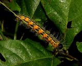 Drexels Datana Moth Caterpillar (7904)