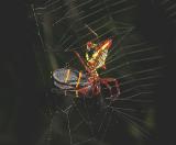 Arrow-shaped Micrathena Spider with Spittlebug Prey