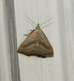 Slant-lined Owlet Moth (8357)