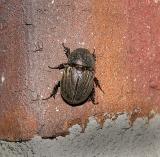 Unidentified Beetle